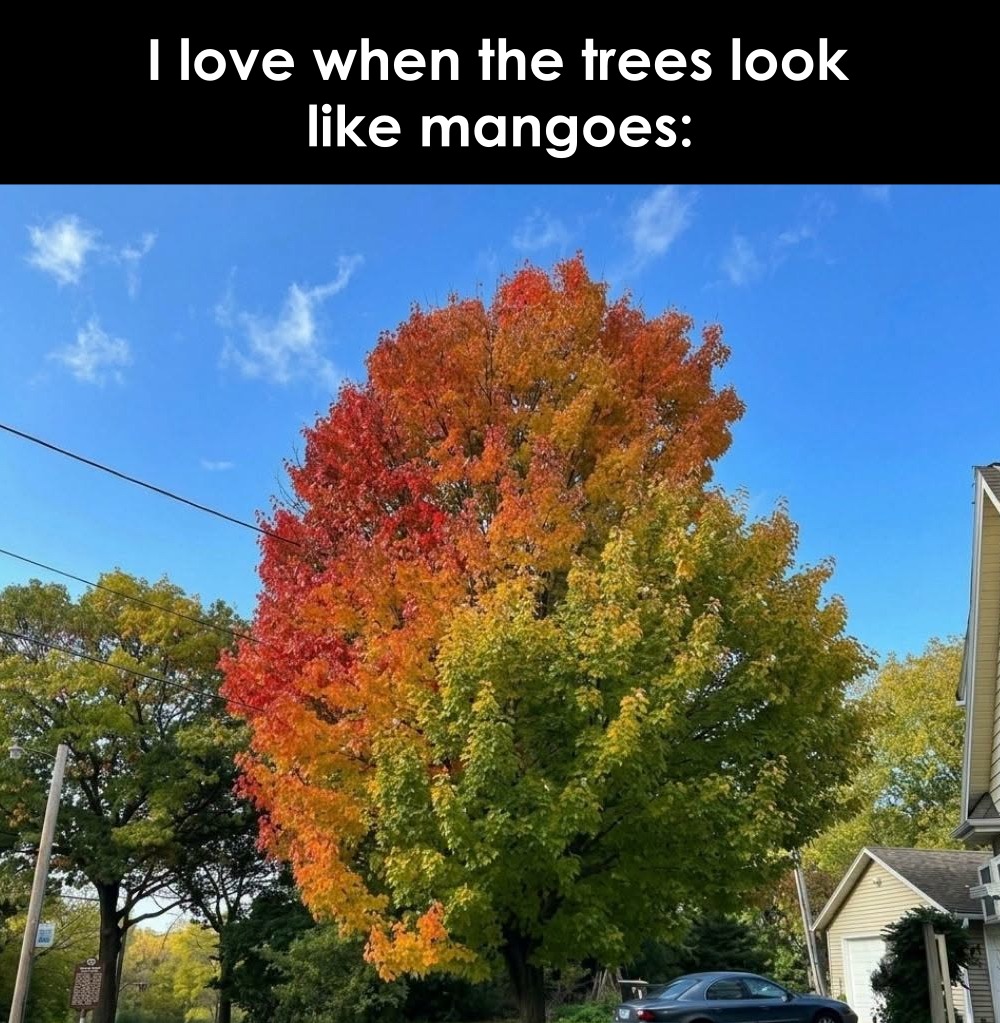 Mango 🥭 #meme
